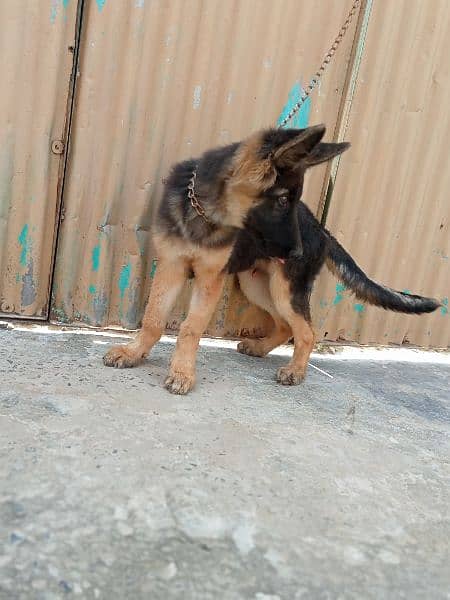 German shepherd/black German shepherd puppies available 4