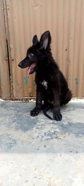 German shepherd/black German shepherd puppies available 6