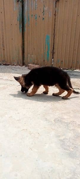 German shepherd/black German shepherd puppies available 7