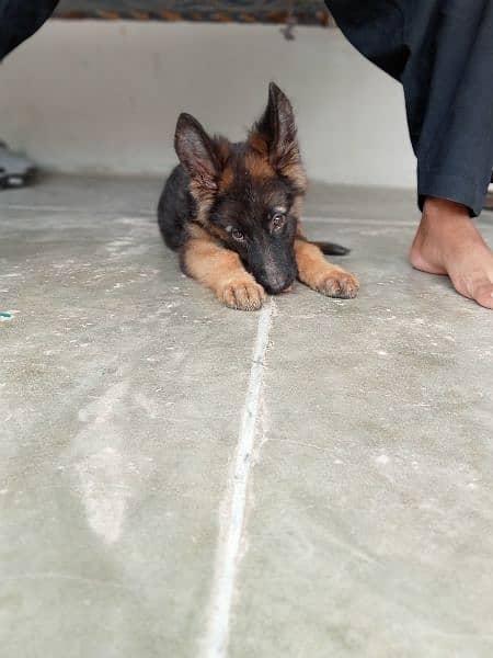 German shepherd/black German shepherd puppies available 8