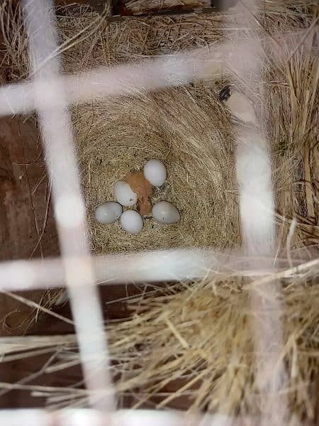 Latino parsnata Breeder pair 2