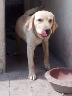 Labrador female