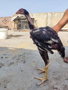 ASEEL Chicks Kamaliya Breed