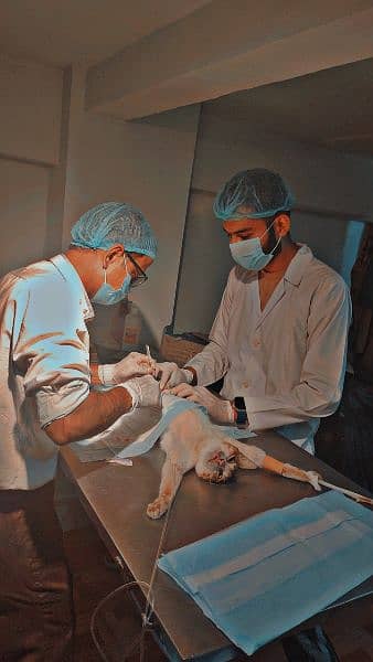 veterinary Doctor 1