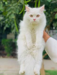 persian cat in peshawar