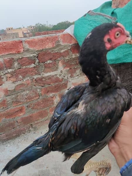 aseel mianwali chicks 6 month age 1