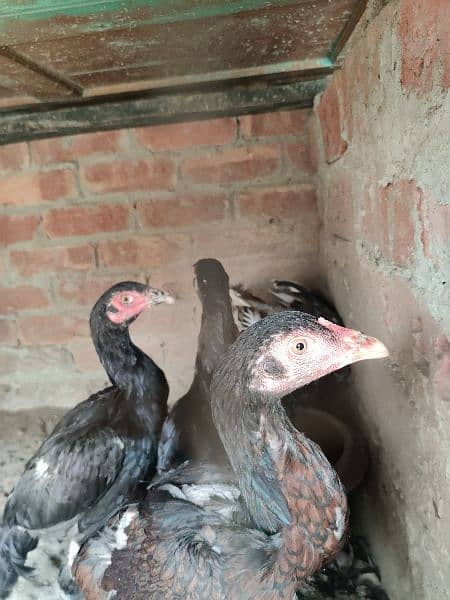 aseel mianwali chicks 6 month age 2