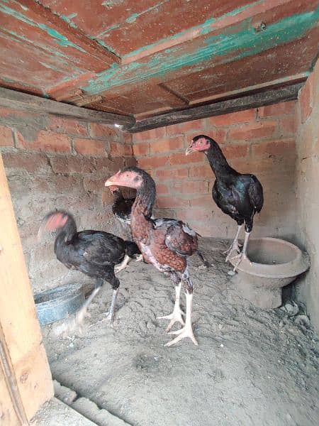 aseel mianwali chicks 6 month age 3