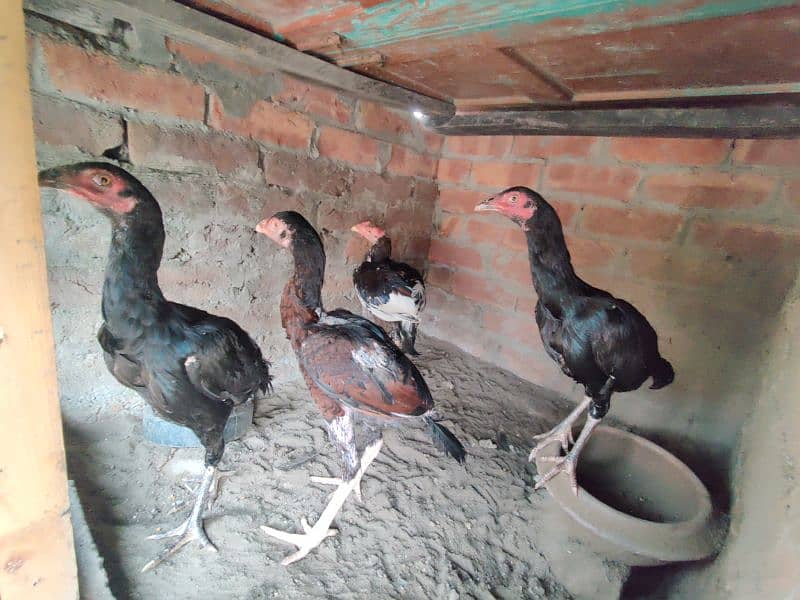 aseel mianwali chicks 6 month age 4