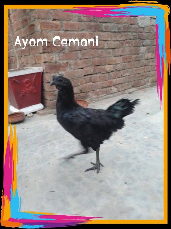 Ayam cemani 1