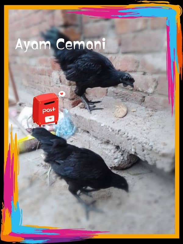 Ayam cemani 3