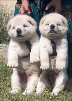 afghan kuch pair available for sale