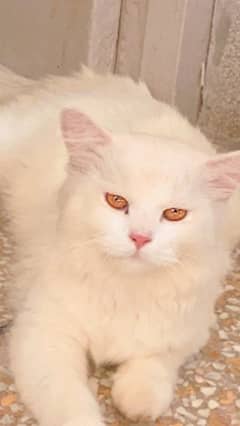 6 month Persian cat