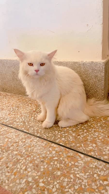 6 month Persian cat 1