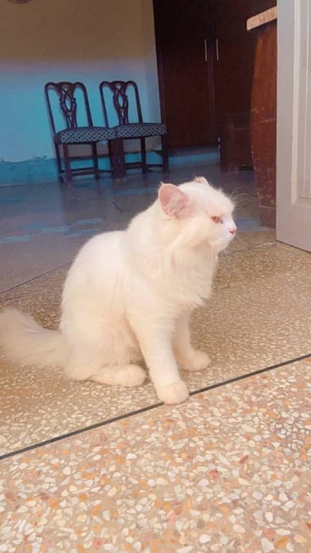 6 month Persian cat 2