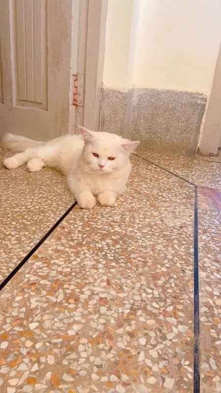 6 month Persian cat 3