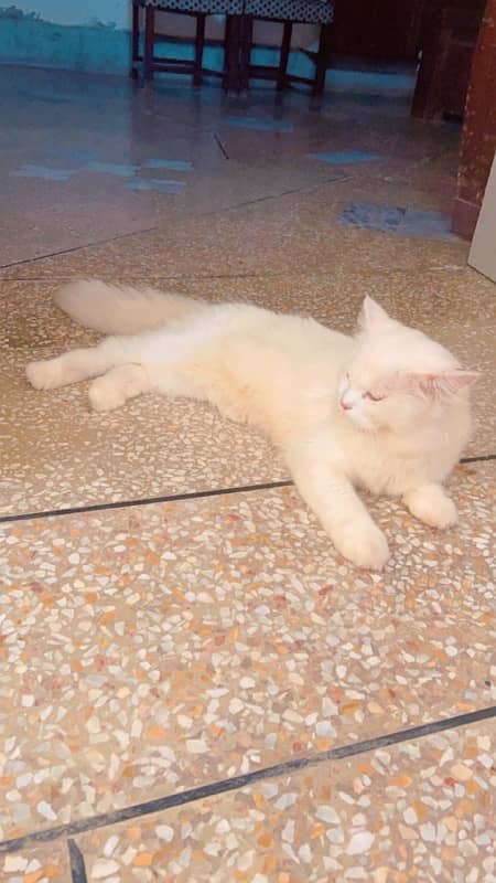 6 month Persian cat 4