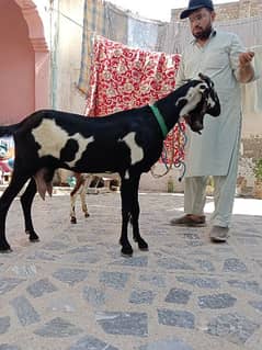 Goats for sale dood wali 1 male Bakri sat he Whatsapp 03361549009