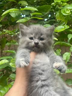 persian white and grey kittens.