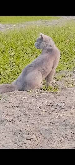 Persian cat