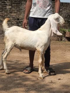 Bakra