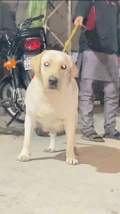 Labrador