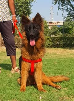 German shepherd lawn quoted male 7 months for sale