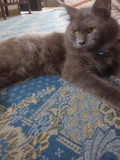 Persian cat