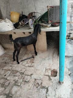 goat for sale