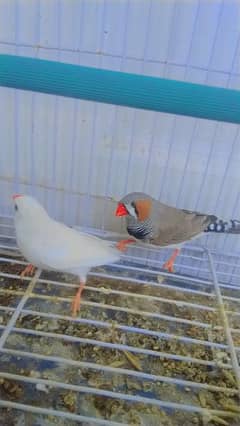 selling pair of finches