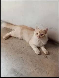 Persian Fluffy male cat for Sale