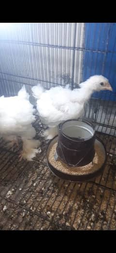 White heavy buff best quality chicks for sale