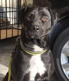 Cane Corso Female dog