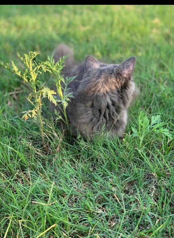 Persian female 2