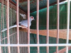 White Tail Dove Ready To Breed