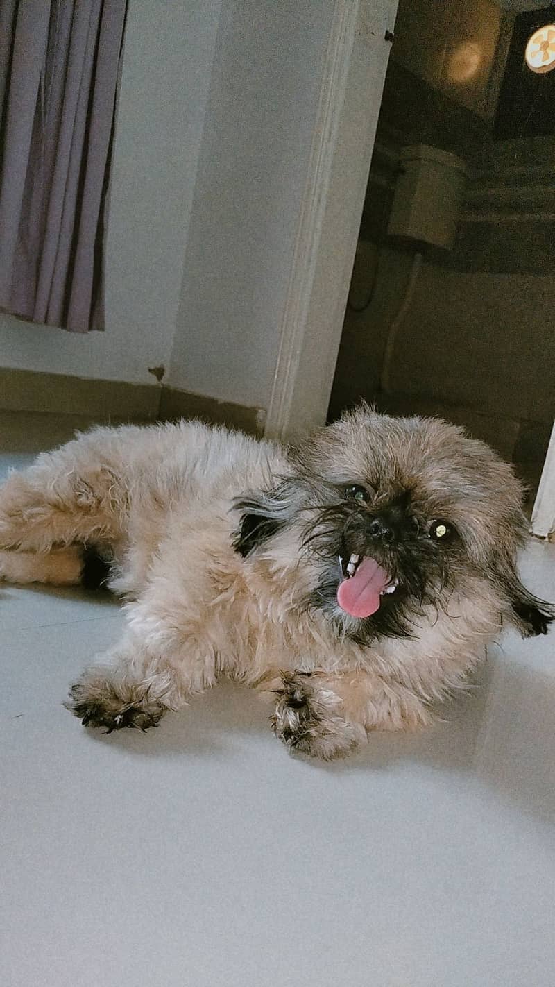 10 months show class Shihtzu for sale 1