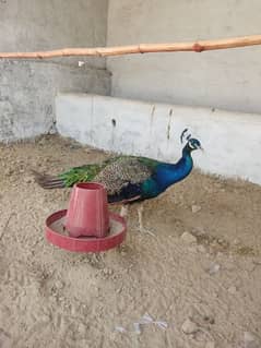 peacock breeder pair blue shoulder