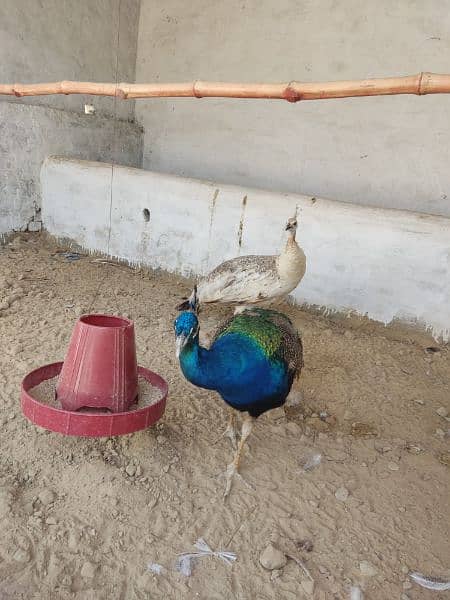 peacock breeder pair blue shoulder 1