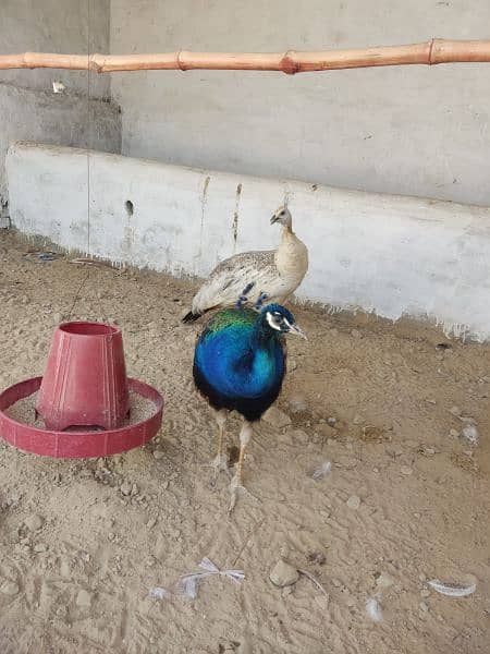 peacock breeder pair blue shoulder 2