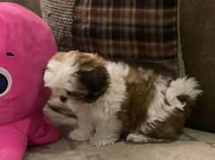 shihtzu female puppy