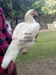 heera white aseel male female