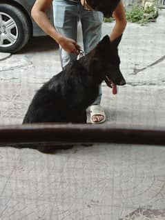 Black German Shepherd Female Long Coat