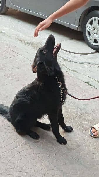 German Shepherd | Black German Shepherd | Female Long Coat | 7 Month 3