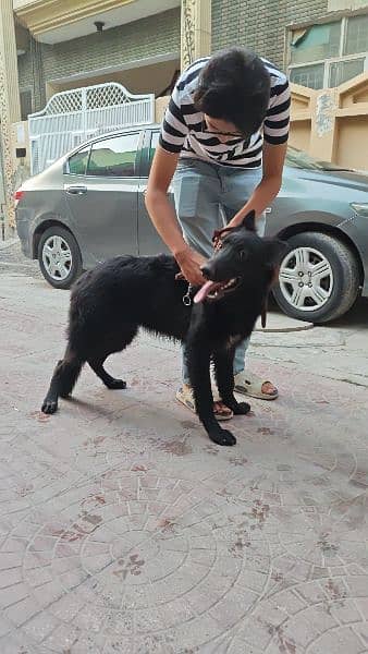 German Shepherd | Black German Shepherd | Female Long Coat | 7 Month 4