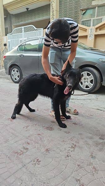 German Shepherd | Black German Shepherd | Female Long Coat | 7 Month 5