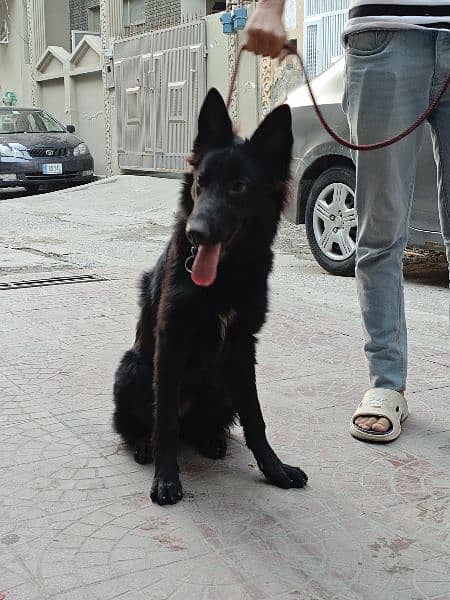 German Shepherd | Black German Shepherd | Female Long Coat | 7 Month 6