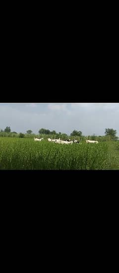 Bakra