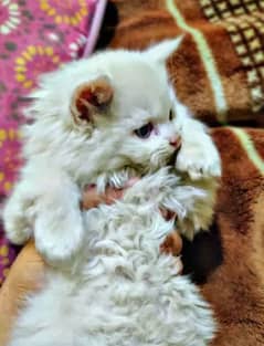 Tripple coated persion kitten for sale