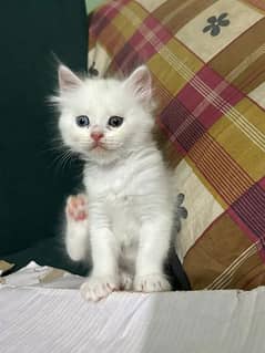 pure white Persian kitten