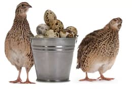 1. Quail/Batair fertile eggs